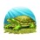 SchildkroМ€te