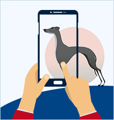 Greyhounds Wetten